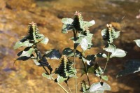 Strobilanthes zeylanica T.Anderson